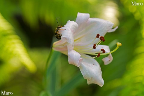 ササユリの花とヨツスジハナカミキリ 滋賀県近江八幡市 2013年6月