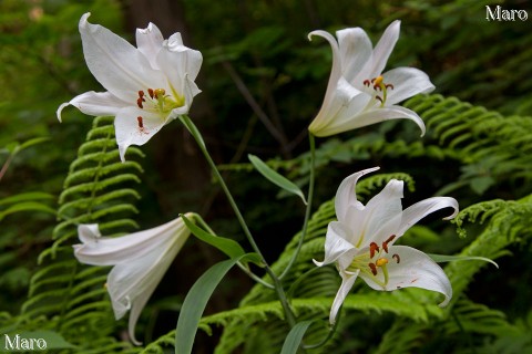 ササユリ（笹百合） 1株に4輪の花 津田山（奥島山） 2013年6月