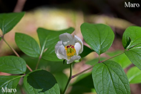 ベニバナヤマシャクヤク（白花型）の花 京都府 2013年6月