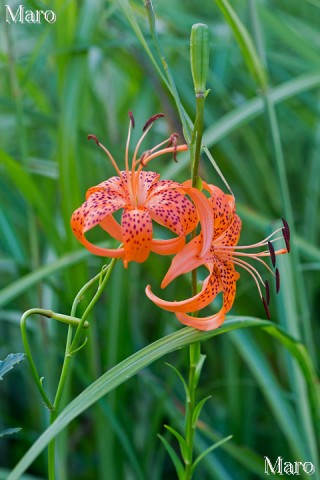 コオニユリ（小鬼百合）の花 岩湧山 2013年9月