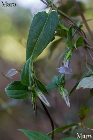 ツルリンドウ 蔓竜胆 花 滋賀県 2013年10月