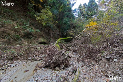 大文字山（御領山、北斜面） 崩落した谷 京都市 2013年11月