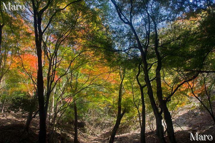 紅葉する大文字山 京都市 2013年11月