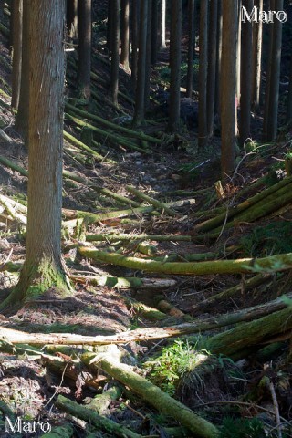 ベニバナヤマシャクヤク自生地の環境の変化 京都府 2013年11月