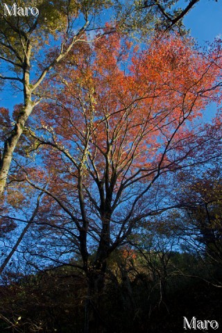 比叡山空中ケーブル 高祖谷駅跡の紅葉 2013年11月