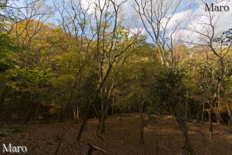 大文字山 雑木林で落ち葉踏み 2013年11月