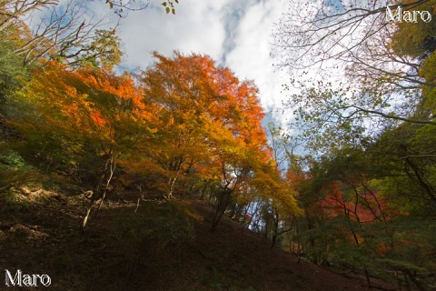 大文字山 紅葉 京都市 2013年11月