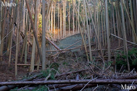 大文字山、如意ヶ岳、雨社、藤尾分岐の南側の谷 2014年1月