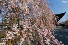 京都の桜 千本釈迦堂（大報恩寺） 阿亀桜 2014年3月28日