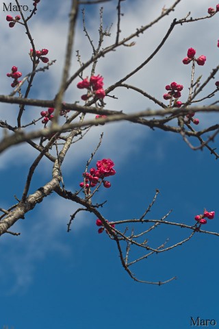 ハナモモの開花記録 京都御苑 桃林 紅花 2014年3月22日 開花