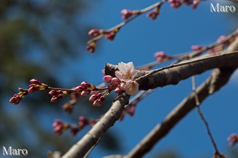 近衛邸跡のイトザクラ（糸桜） 京都御苑 2014年3月22日 開花