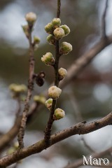 ハナモモの開花記録 京都御苑 桃林 2014年3月17日