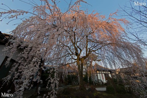 京都の桜 本満寺 枝垂桜 京都市上京区 2014年3月27日