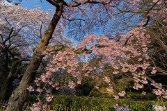 京都御苑 近衛邸跡の糸桜 2014年3月27日 見頃