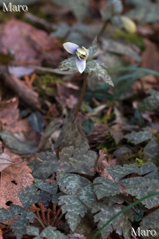 花開くユキワリイチゲ 兵庫県 2014年3月