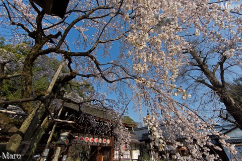 京都の桜 平野神社 魁桜 一重枝垂桜 2014年3月28日