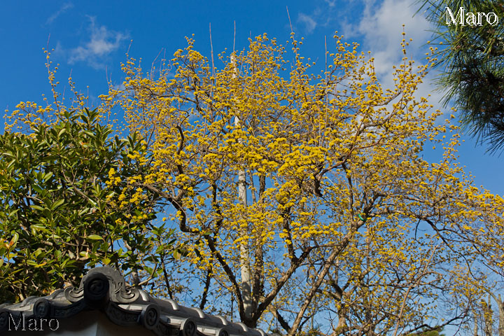 サンシュユ（山茱萸）の黄色い花 天龍寺塔頭 三秀院 2014年3月22日