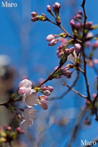 京都 ソメイヨシノ（さくら） 2014年3月27日 開花宣言 京都市上京区