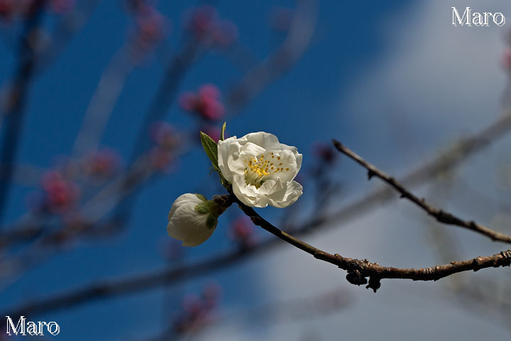 ハナモモの開花記録 京都御苑 桃林 白花 2014年3月22日 開花