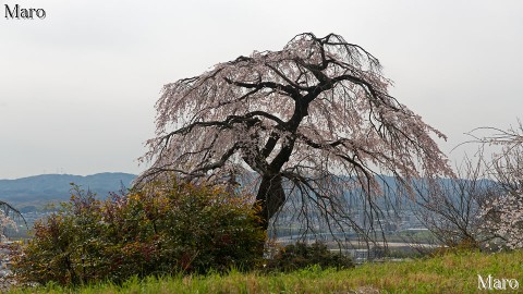 京都の桜 地蔵禅院さんから枝垂桜と交野山を望む 2014年4月