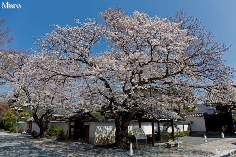 京都の桜 西陣の桜 本隆寺 ソメイヨシノ 2014年3月31日