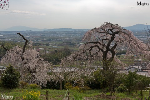京都の桜 地蔵禅院さんから枝垂桜と生駒山を望む 2014年4月