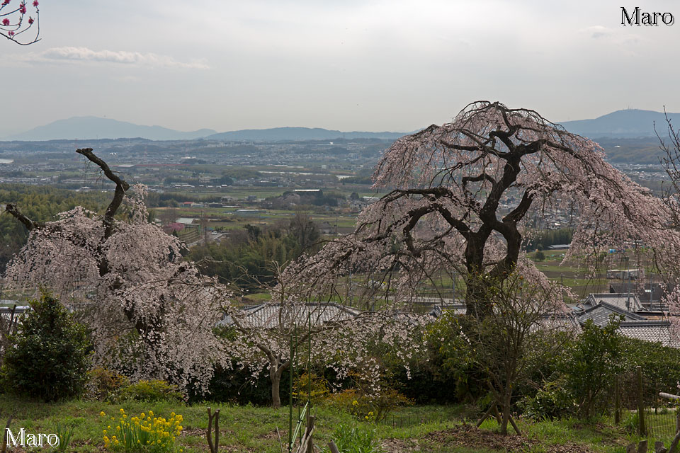 地蔵禅院 枝垂桜と生駒山を望む 玉川の駒岩 井手町 京都の桜