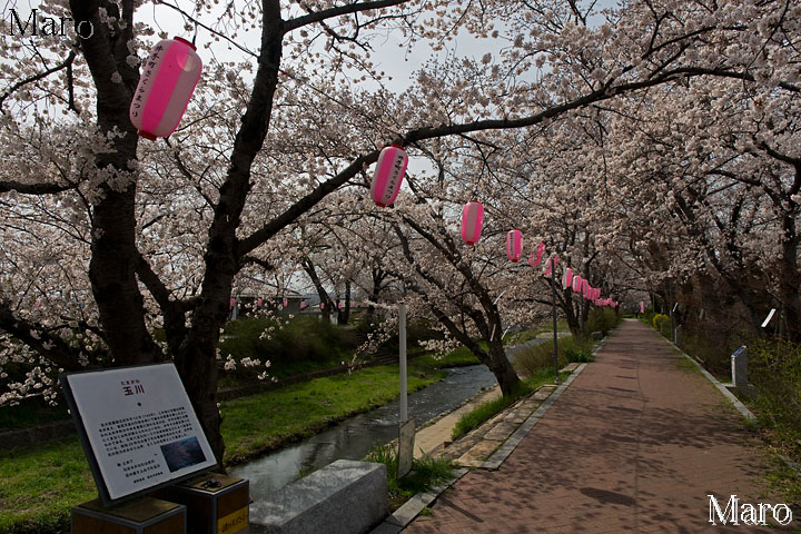 地蔵禅院 枝垂桜と生駒山を望む 玉川の駒岩 井手町 京都の桜