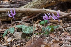 カタクリ（片栗）の小規模な群生地 京都北山 2014年4月