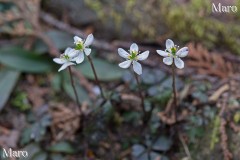 バイカオウレン（梅花黄蓮）の花 比叡山 2014年4月