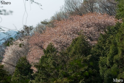 大文字山の桜 山で一番大きなヤマザクラ（山桜） 京都市 2014年4月