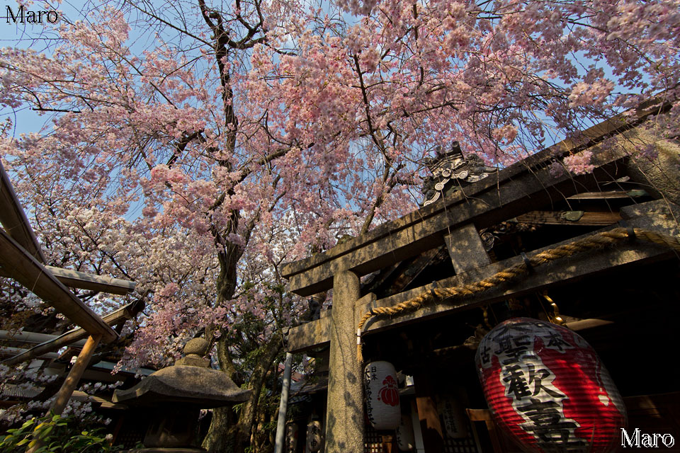 京都の桜 雨宝院 八重紅枝垂 2014年4月9日 盛り