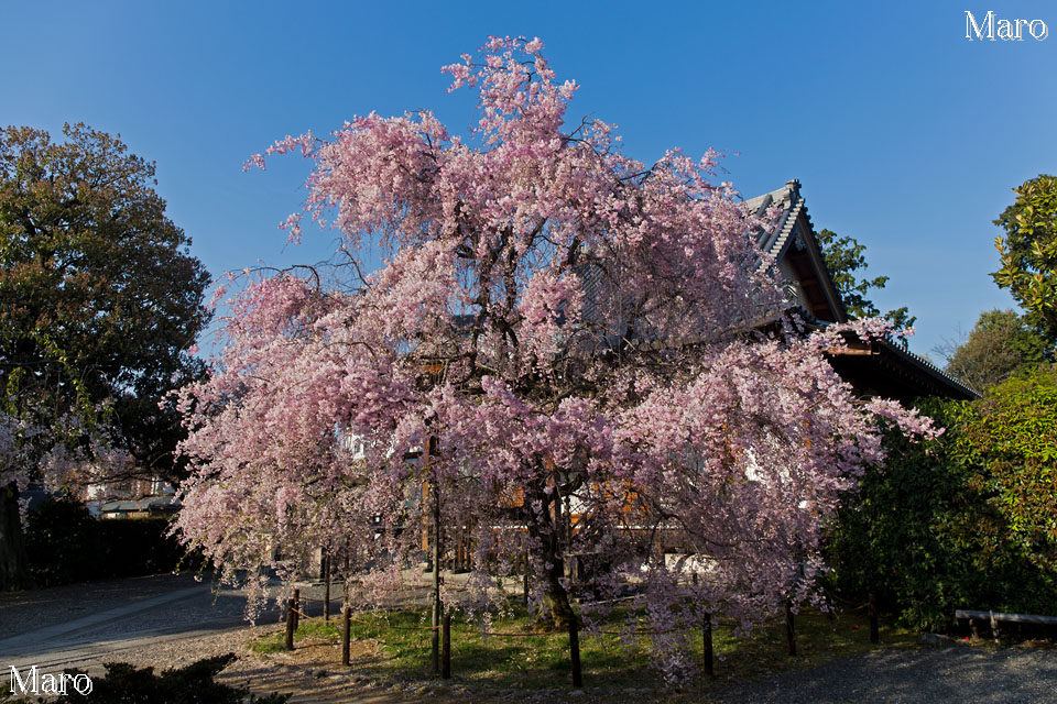 京都の桜 上品蓮台寺（上品蓮臺寺） 八重紅枝垂 2014年4月11日