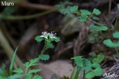 シロバナネコノメの花 白花猫の目 比叡山 2014年4月