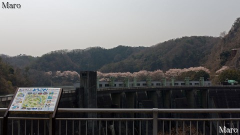 京都の桜 高山ダムの案内板と桜並木 京都府相楽郡南山城村 2014年4月