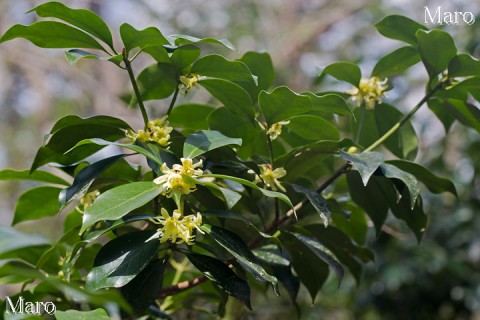 シキミ（樒）の花 京都北山 2014年4月