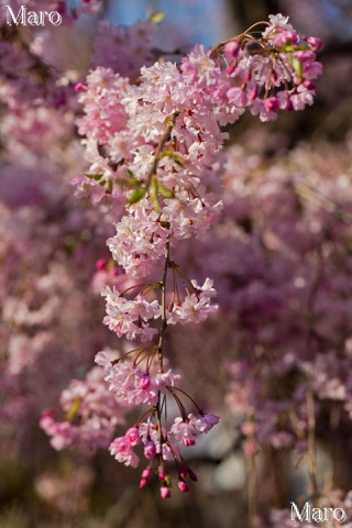 京都の桜 上品蓮台寺（十二坊） 八重紅枝垂の花 2014年4月11日
