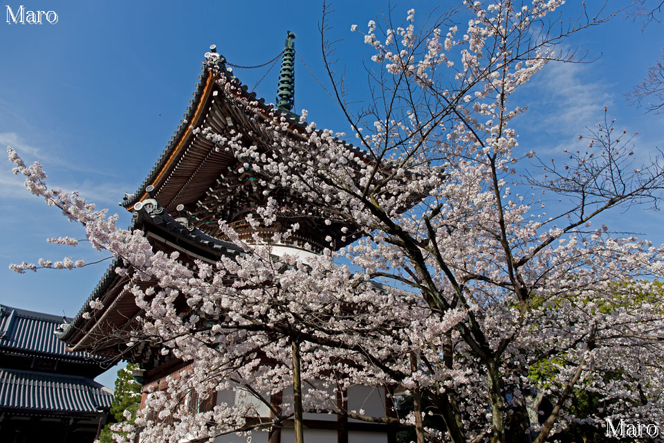 京都の桜 西陣の桜 本法寺 ソメイヨシノ 2014年4月1日