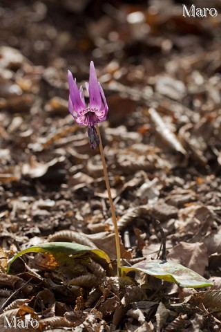 カタクリの花 京都北山の自生地 2014年4月