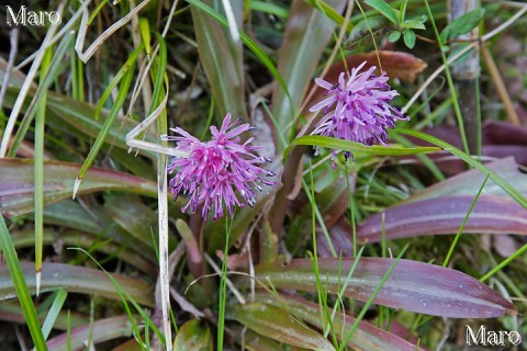 夢絃峡に咲くショウジョウバカマ（猩々袴）の花 京都府相楽郡南山城村 2014年4月