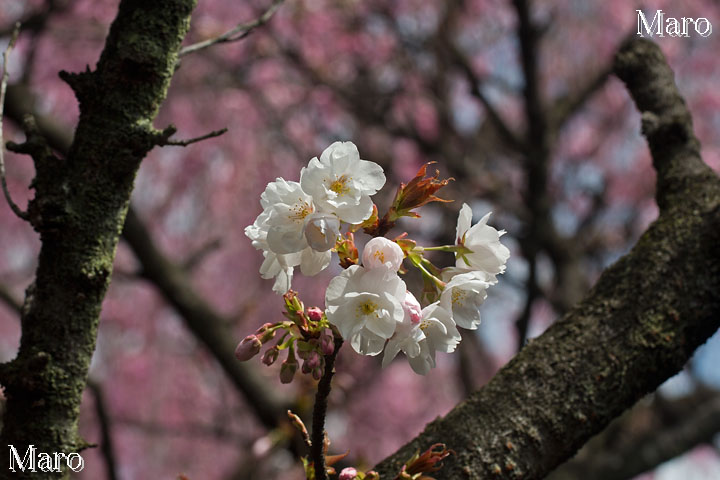 京都の桜 雨宝院さん 「歓喜桜」 2014年4月4日 開花直後