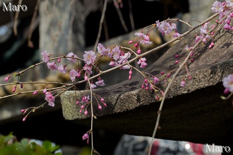 京都の桜 西陣の桜 雨宝院の八重紅枝垂 2014年4月2日 開花直後