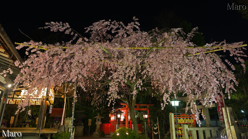 京都の桜 西陣 水火天満宮 枝垂桜 2014年4月1日 夜桜観賞