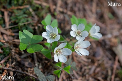 ミヤマカタバミ（深山片喰）の花 比叡山 2014年4月