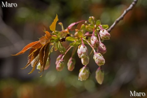 京都の桜 白峯神宮 キザクラ（ウコン） 2014年4月7日 開花間近