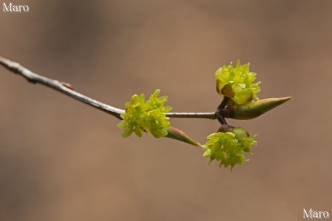 アブラチャンの雌花 油瀝青 比叡山 2014年4月