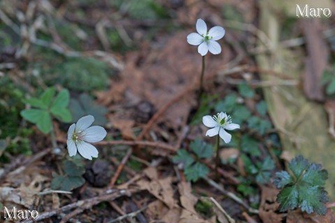 混在するバイカオウレンとミヤマカタバミ 比叡山 2014年4月