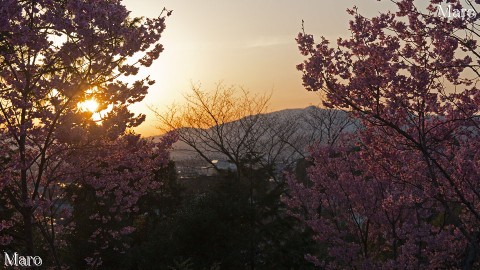 熊野若王子神社の桜花苑 陽光桜越しに夕日と愛宕山を望む 2014年4月
