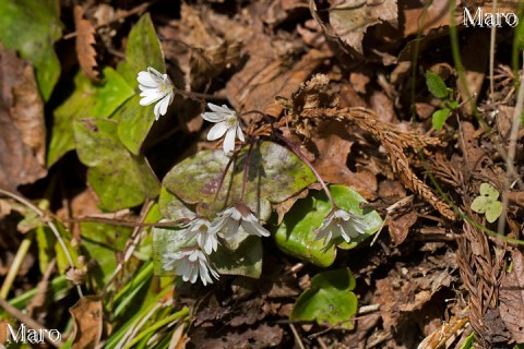 ミスミソウ（三角草）の花 青葉山 2014年4月