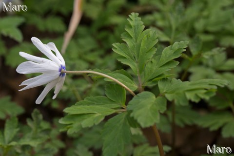 キクザキイチゲ（菊咲一華） 萼片（花被片） 滋賀県 2014年4月